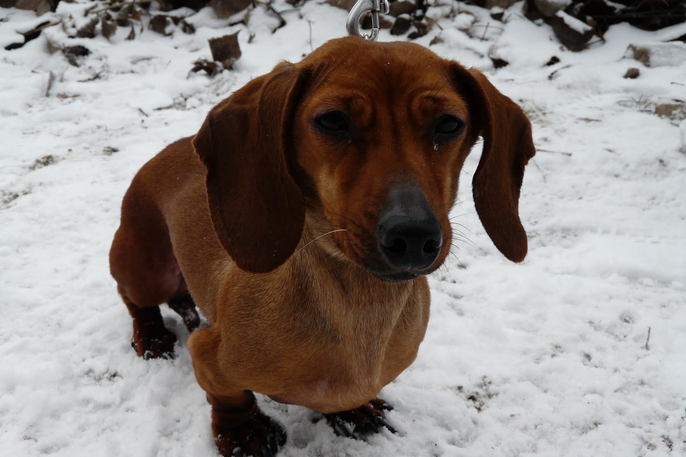 Mimi, notre première teckel, portrait dans la neige