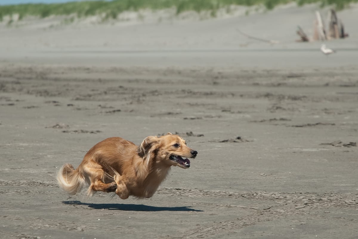 Teckel poil long courant sur une plage, oreilles au vent